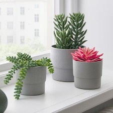 Planten