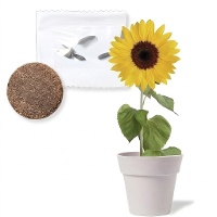 Biologisch afbreekbaar bloempotje met zonnebloemzaadjes