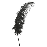 Struisvogelveren 50 cm - 1 stuk