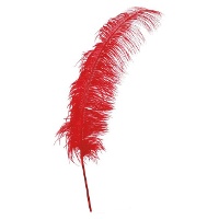 Struisvogelveren van 50 cm - 12 stuks