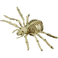 Spin van 24 cm skelet