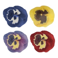 Assortiment van Eetbare Pansey Wafelbloemen 5 cm - FunCakes - 30 stuks