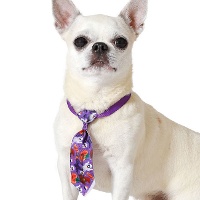 Halloween pompoenen stropdas voor huisdieren