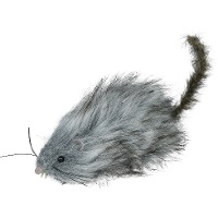 Grijze harige rat van 16 cm