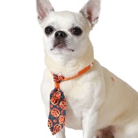 Halloween pompoenen stropdas voor huisdieren