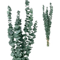 Decoratieve gekleurde Eucalyptus Rotundifolia takken van 50-60 cm.